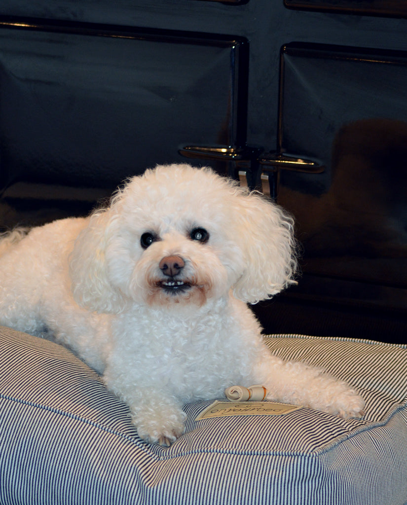 SIDNEY LOVES HIS BED…